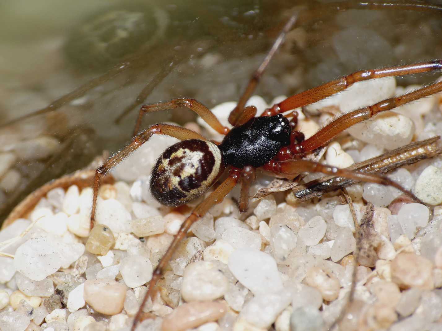 maschio di Steatoda nobilis in Sardegna